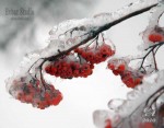 обледенение-столицы-09.jpg